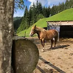 Alpenrose