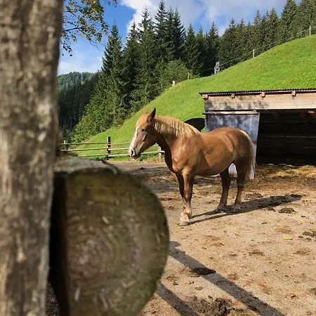 Alpenrose