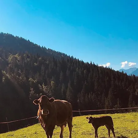 Alpenrose * Ugovizza